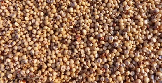 Sorghum Millet